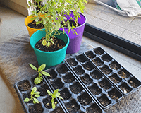 Tulsi plants at various stages of growth, some in small planters as seedlings and some in pots