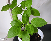 A single tulsi plant in a white pot that is well grown